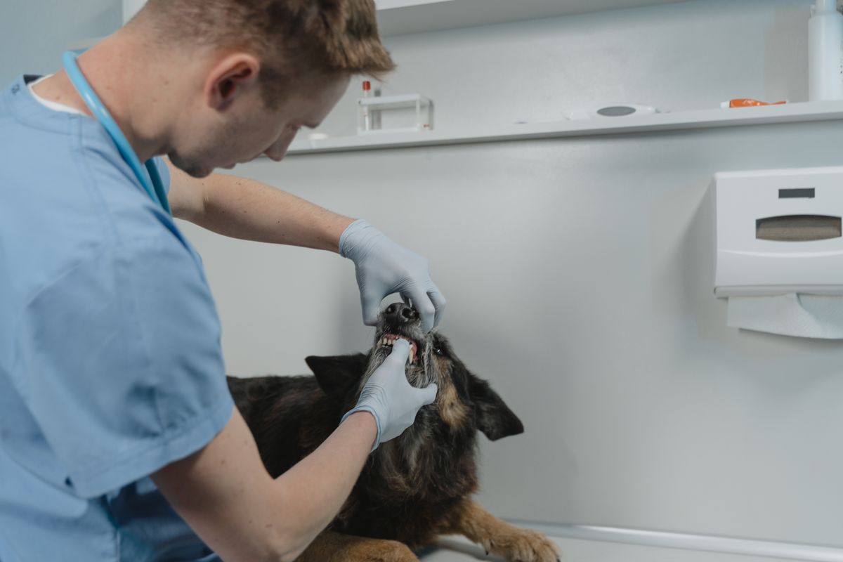 A veterinarian checks a dog's teeth during a clinic visit