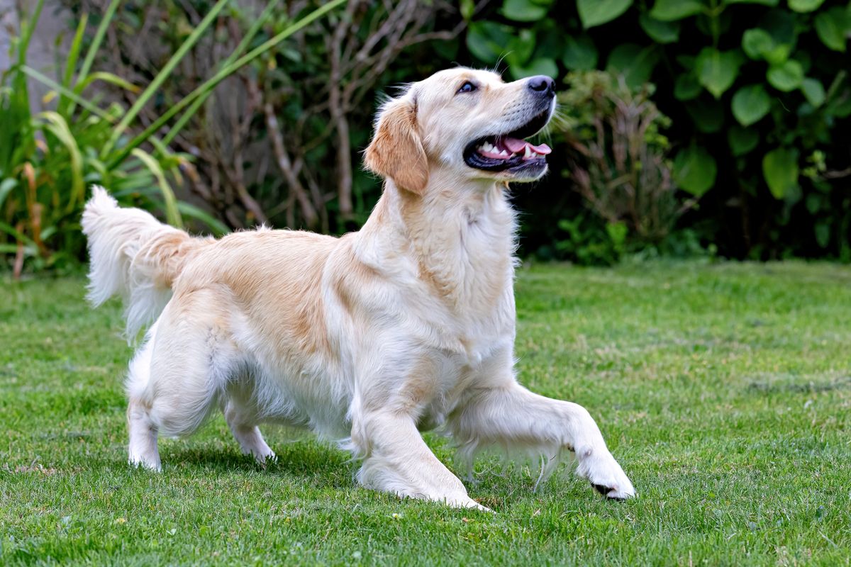 A golden retriever playing outdoors on green grass