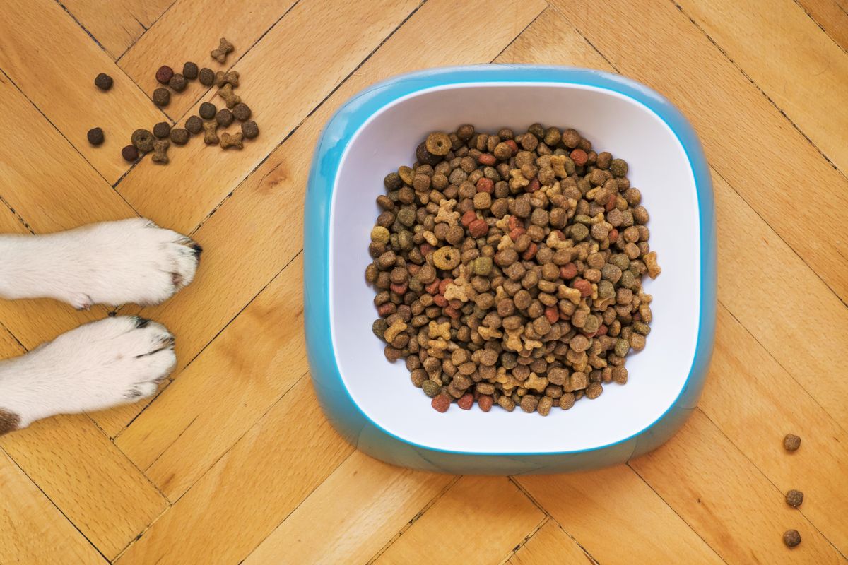 Dry dog food kibble in a ceramic bowl