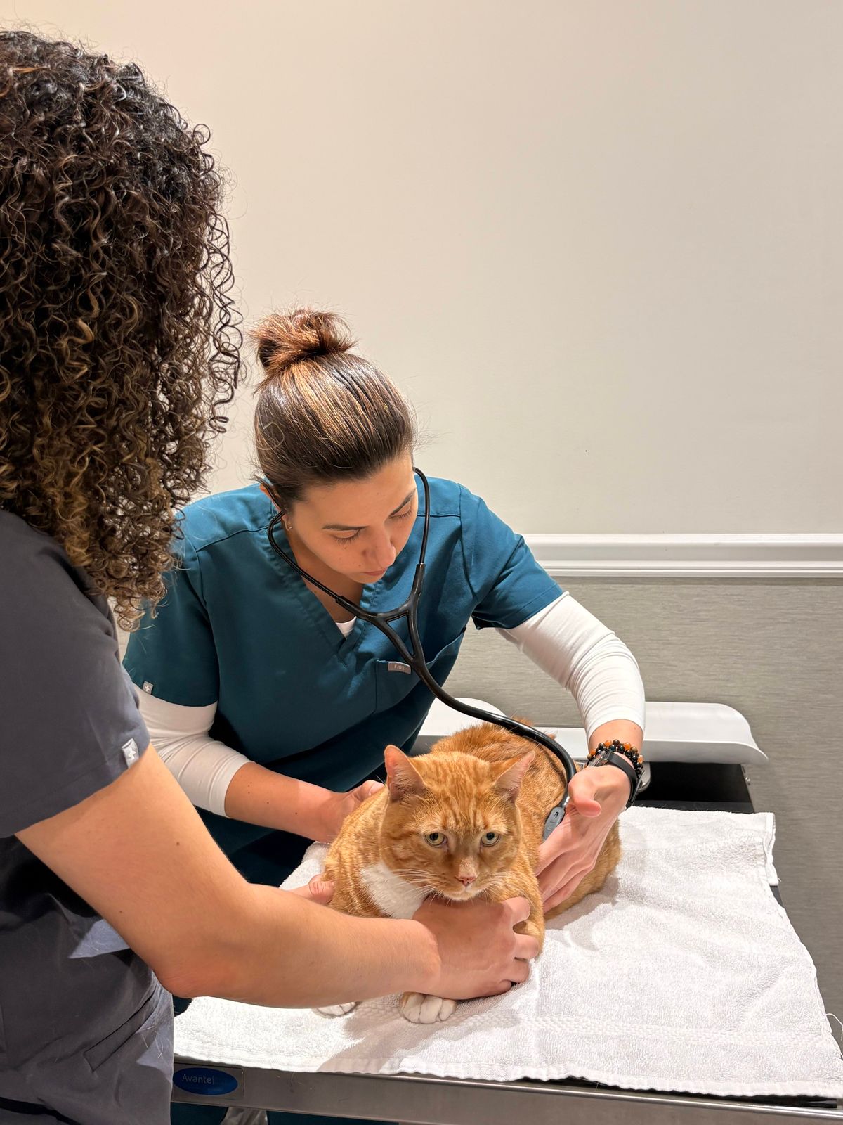 A veterinarian examines an orange cat with a stethoscope in a clinic