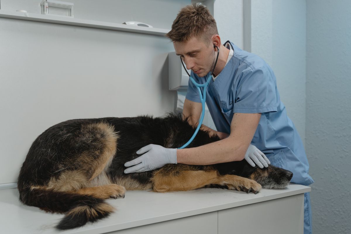 A veterinarian uses a stethoscope to examine a large dog in a clinic
