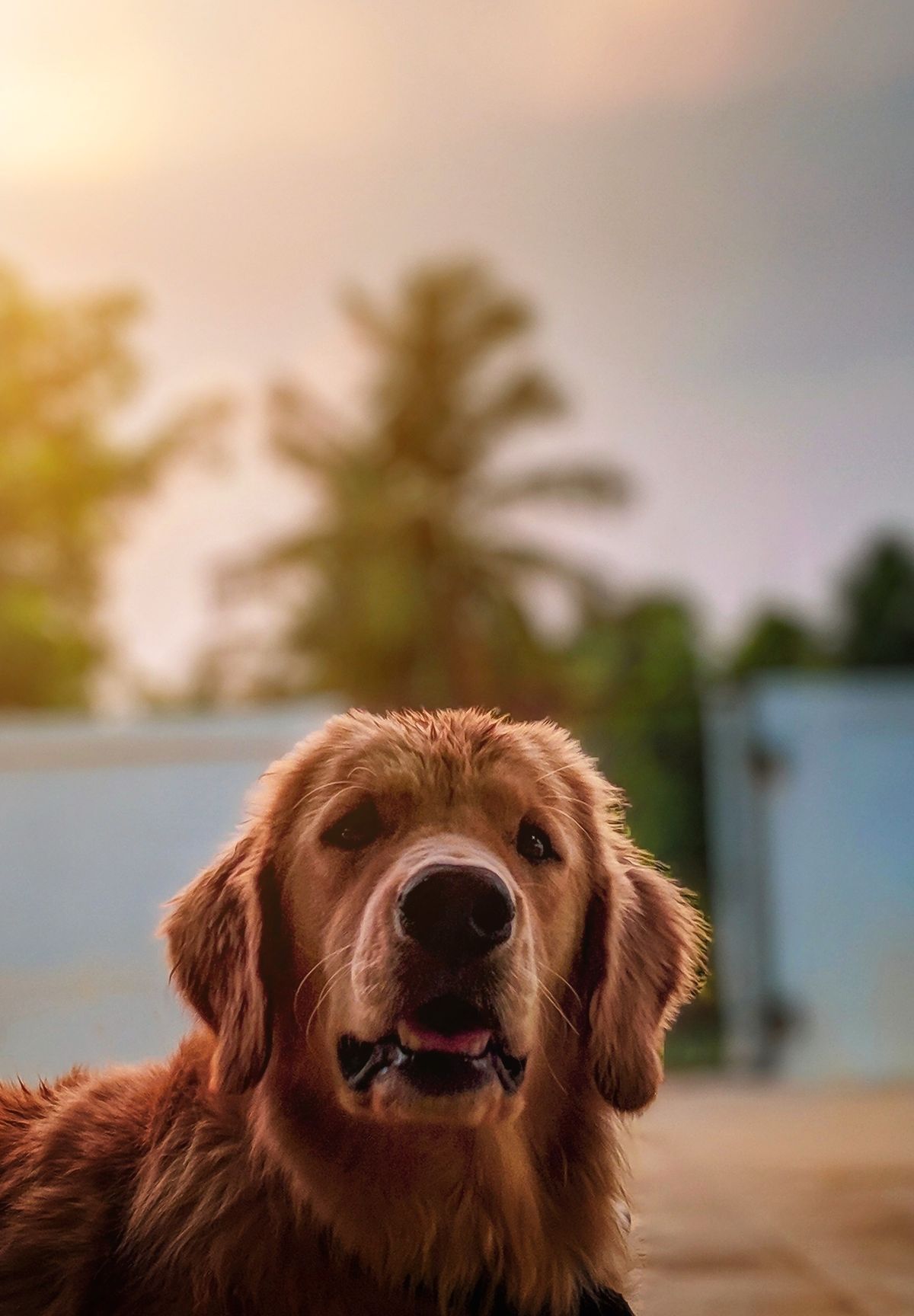 Portrait of a happy golden retriever
