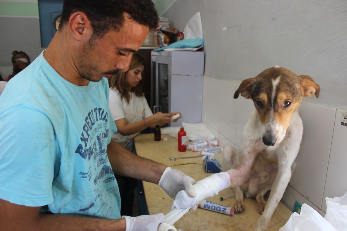 A caring veterinarian bandages an injured dog in a clinic