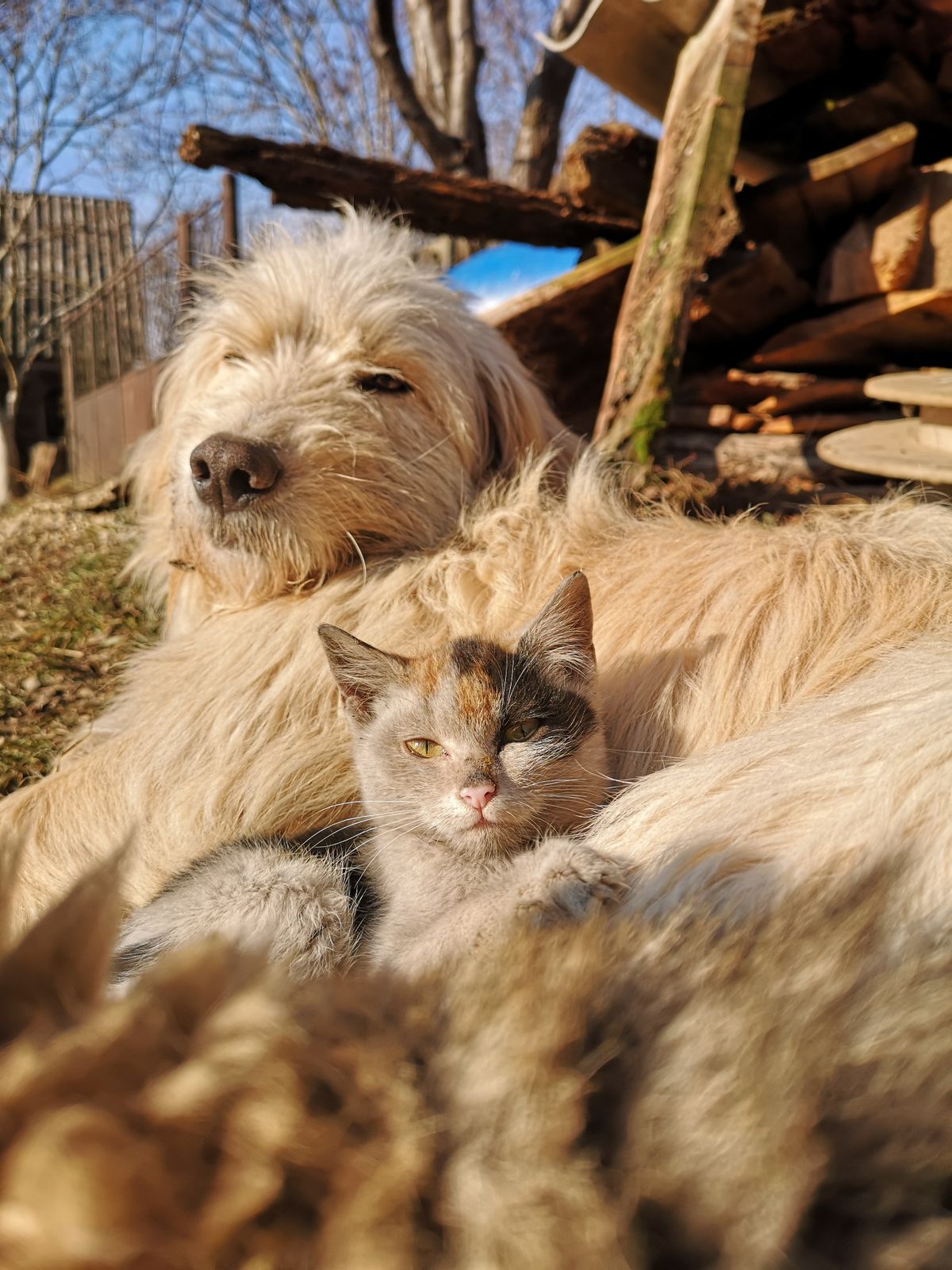 A happy dog and cat sitting together on a sunny day