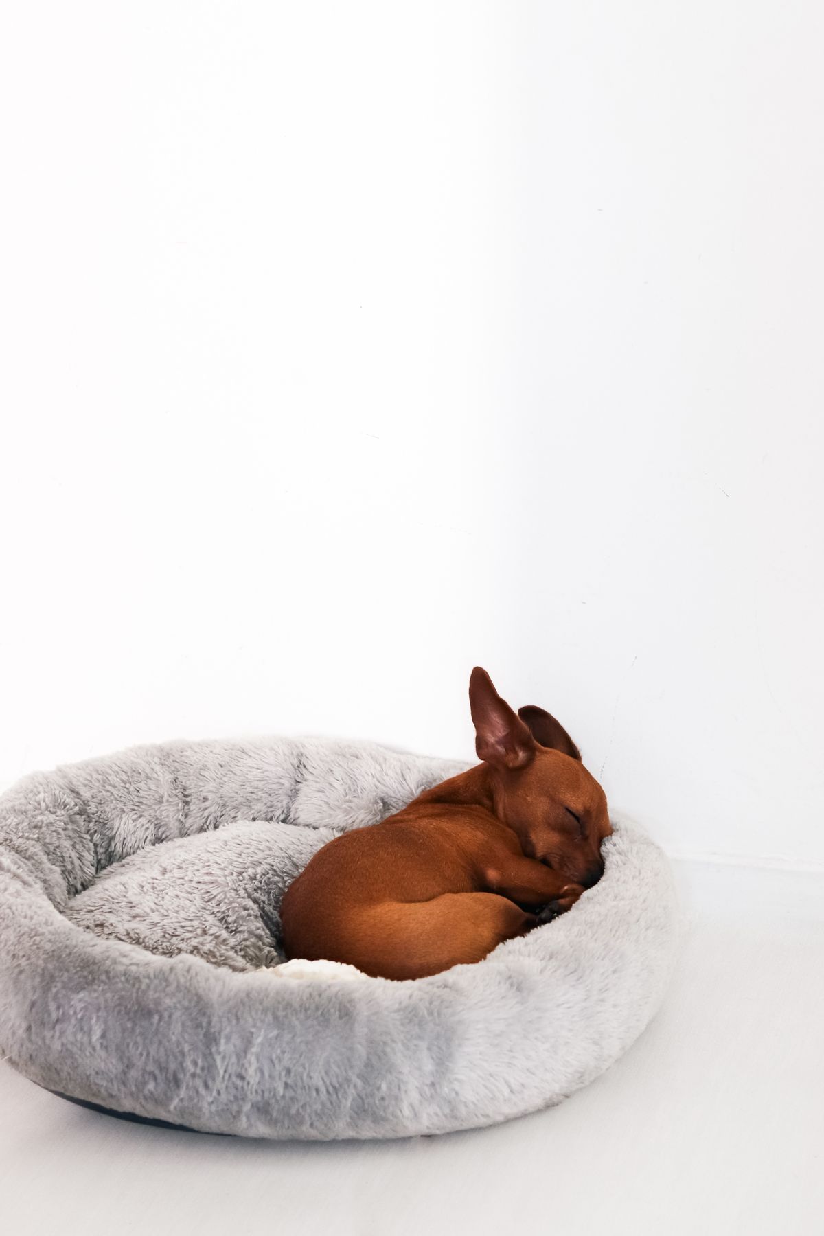 A beagle sleeping in a cosy dog bed
