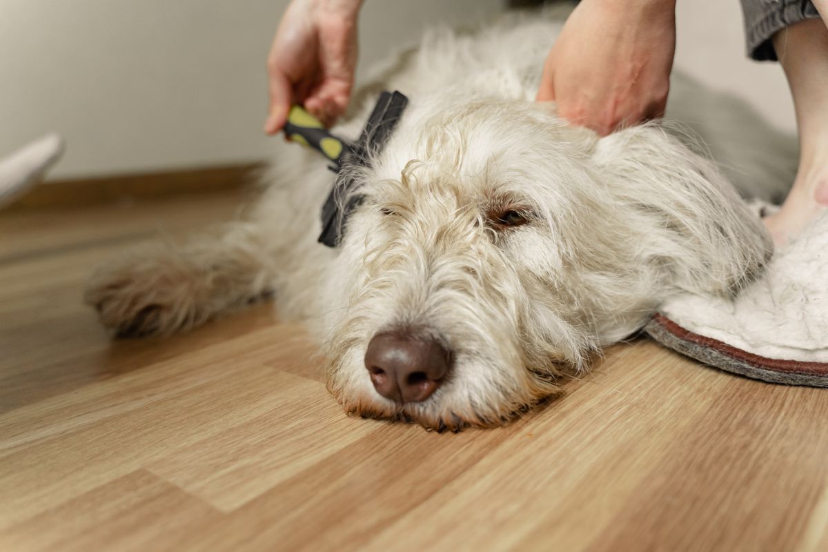A fluffy dog being gently brushed