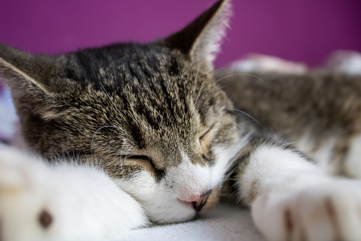 A tabby cat resting peacefully