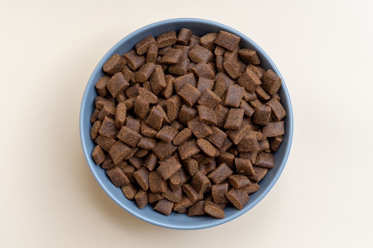 Dry dog food kibble in a blue bowl