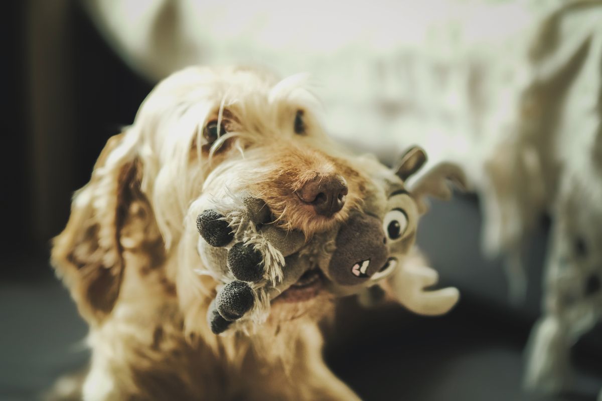 A dog playing with a soft toy indoors